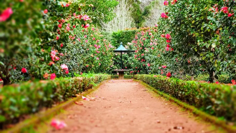 Allée de jardin bordée de rosiers